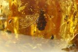 Polished Colombian Copal ( g) - Contains Several Wasps! #281361-1